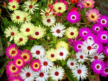 Mix Ice Plant Daisy Rock Garden Plant - for planting in home garden