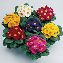 Mini Primrose seeds producing compact flowering plants with delicate blooms in multiple colors, ideal for containers and early spring bedding