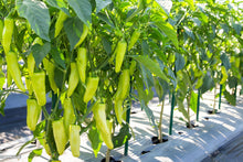 Cayenne Pepper Seeds (Capsicum annuum) for growers stocking the Long Green Variety in Kitchen Garden