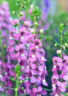 Angelonia Seeds for a lasting display in the Flower Bed & Garden