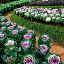 Flowering Cabbage Seeds (Brassica oleracea) for home growers seeking a reliable harvest