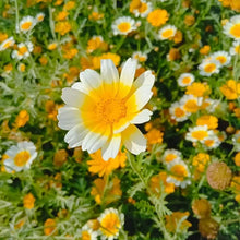 Garland Daisy Seeds (Chrysanthemum coronarium) for colorful blooms in the flower bed urban garden