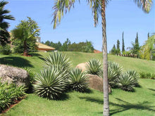 Plant Seeds (Agave angustifolia) for easy-care planting in pots or beds