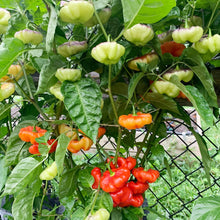 Plant Seeds (Ajito pepper) for productive rows in the kitchen garden or backyard pots