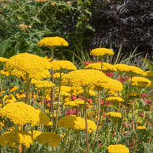 Yarrow Seeds (Achillea millefolium) for growers seeking a long-blooming display