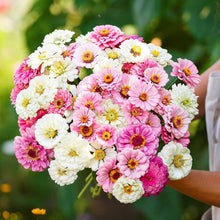 Zinnia Bon Bon Mix Seeds for a colorful addition to any planting