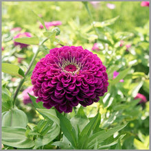 Amethyst Seeds for colorful blooms in the Garden Decor (4G / 2100