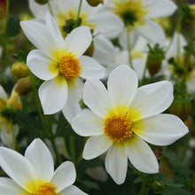 Improved Mignon Mix Seeds for colorful blooms in the home garden flower bed
