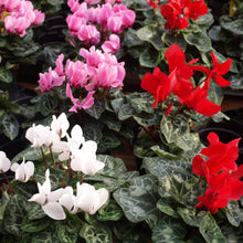 Cyclamen Seeds (Cyclamen persicum) for seasonal color across the shaded patios and pots