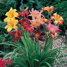 Daylily Hemerocallis Hybrida Seeds for a lasting addition to the Indoor Decorative Containers