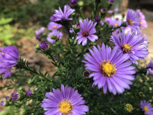 Aster Seeds (Jiangxi wax) for gardeners building out beds and borders