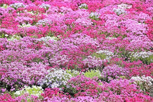 Phlox Seeds (Phlox paniculata) for growers filling out the Flower Bed & Garden