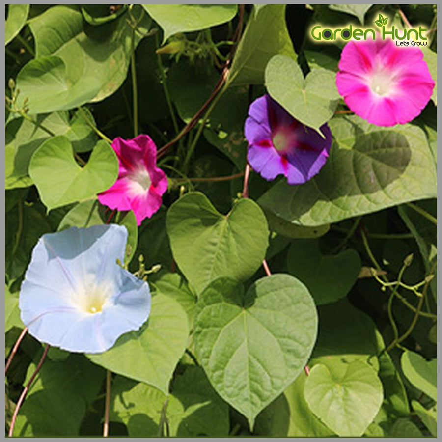 Morning Glory Ipomoea Purpurea Climbing Petunia Flower Seeds for Planting – Excellent for Vertical Garden and Trellises