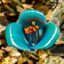 Puya Alpestris Seeds for a colorful addition to any planting
