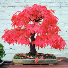 Japanese Small Maple Tree Bonsai Seeds for a lasting addition to the landscape