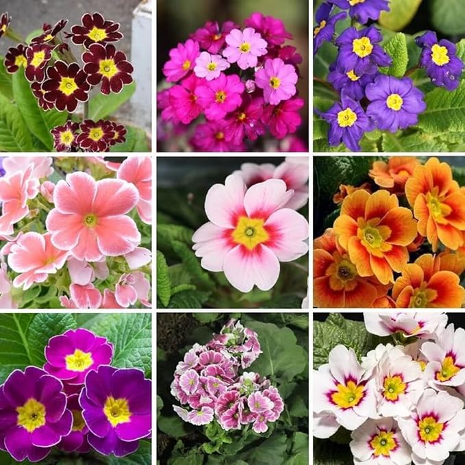 Primula Mixed Colors Easy-Grow Flower - for planting in home garden
