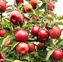 Apple Seeds (Malus domestica) for sweet homegrown fruit in the Garden
