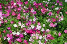 Hanging Petunia Seeds valued for indoor Flower Baskets