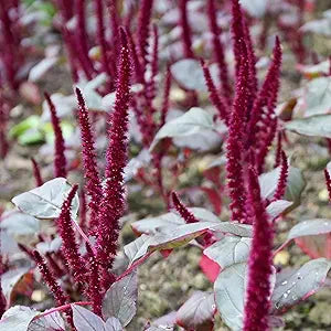 Amaranth Amaranthus hypochondriacus vegetable seeds for planting in kitchen garden or backyard beds - for planting in home garden