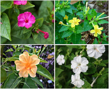 Annual Four O'Clock Flower - Mirabilis Jalapa Mix Marvel Seeds for gardeners building out beds and borders