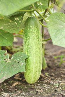 Cucumber Seeds for growers stocking a kitchen garden