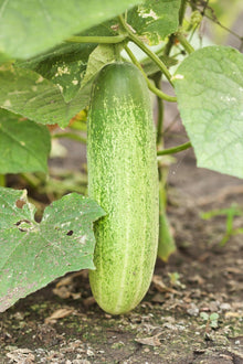 Sorvanets F1 Cucumber Seeds for home growers seeking a reliable harvest