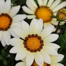 Gazania Daybreak White Seeds for reliable seasonal color