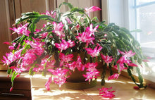 Schlumbergera Seeds for reliable seasonal color