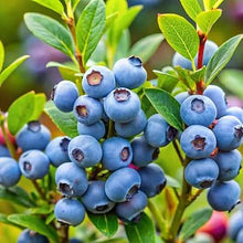 Blue Heart Lily Seeds for sweet homegrown fruit in the Bonsai Pots Orange