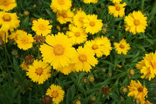 Coreopsis Lanceleaf Seeds grown for golden Yellow Flowers Seeds