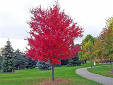 Red Chinese Maple Tree Seeds for a lasting addition to the landscape