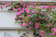 Bonsai Rose Tree Seeds (Rosa spp.) for a lasting addition to the Garden Landscaping