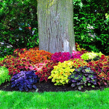 Rainbow Coleus Seeds (Plectranthus scutellarioides) for a lasting display in the Flower Bed & Urban Garden