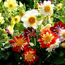 Dahlia Dandy Mix Seeds for reliable seasonal color