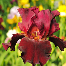 Iris Iris Hybrida Rainbow Seeds for colorful blooms in the Garden Seasonal Color