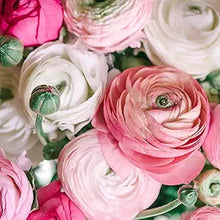 Persian Buttercup Ranunculus asiaticus flower seeds (200 pieces) for planting in home garden or flower beds - for planting in home garden