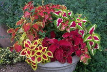 Japanese Bonsai Coleus Seeds for long-term planting in the yard