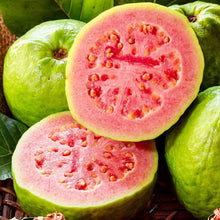Guava Seeds for sweet homegrown fruit in the Tropical Gardens