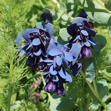 Cerinthe Blue Pride Shrimp Plant Seeds for growers seeking a long-blooming display