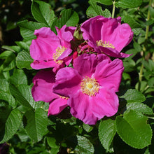 Plant Seeds (Rugosa rose) prized for fragrant and fast-growing hardy rose bushes