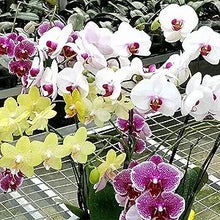 Phalaenopsis mixed orchid seeds for home balcony planting