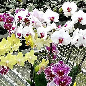 Phalaenopsis mixed orchid seeds for home balcony planting