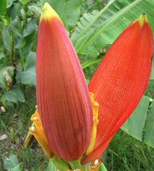 Musa Ornata Banana Seeds (Musa ornata) for a homegrown harvest from the tropical backyard and ornamental garden planting