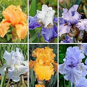 Iris Iris Germanica Two-Color Heirloom Perennial Bonsai Flower Seeds for Planting – Ideal for Garden Borders and Bonsai Display