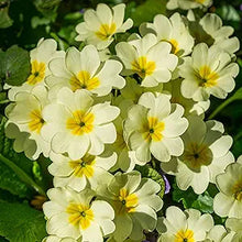 Primrose Seeds (Primula vulgaris) for seasonal color across the indoor pots or shaded backyard garden areas
