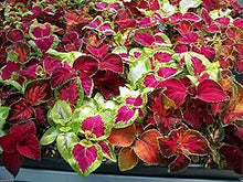 Bonsai Coleus ��������� Solenostemon scutellarioides for planting in flower bed