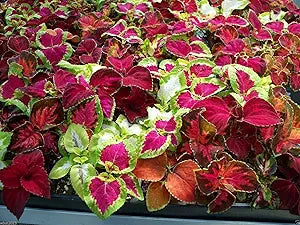 Bonsai Coleus ��������� Solenostemon scutellarioides for planting in flower bed
