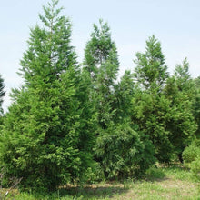 Japanese Cedar Cryptomeria Japonica Seeds for a lasting addition to the landscape