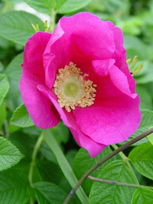 Rosa Rugosa Pink Rose Seeds for a colorful addition to any planting