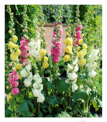Hollyhock flower Seeds (Alcea rosea) for a bright addition to the hummingbird-friendly gardens or decorative outdoor pots